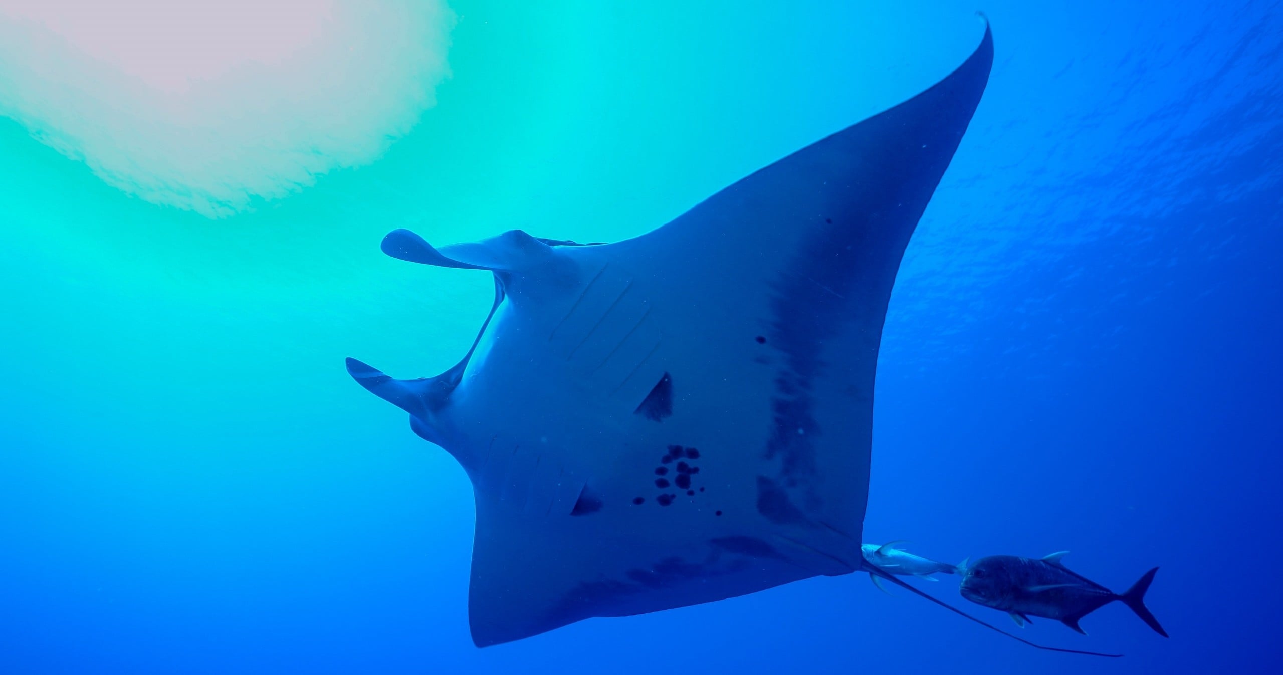 Manta Heaven Snorkel Tour