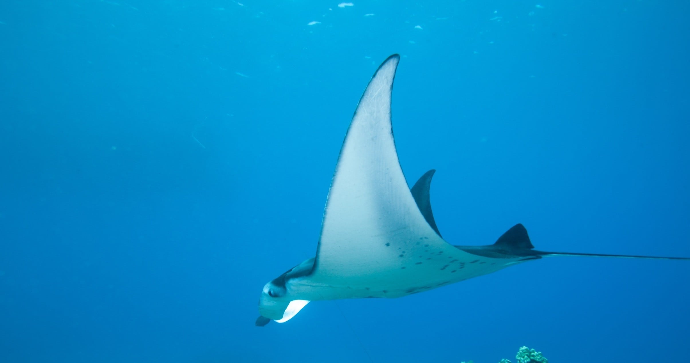 Manta Village Snorkel Tour