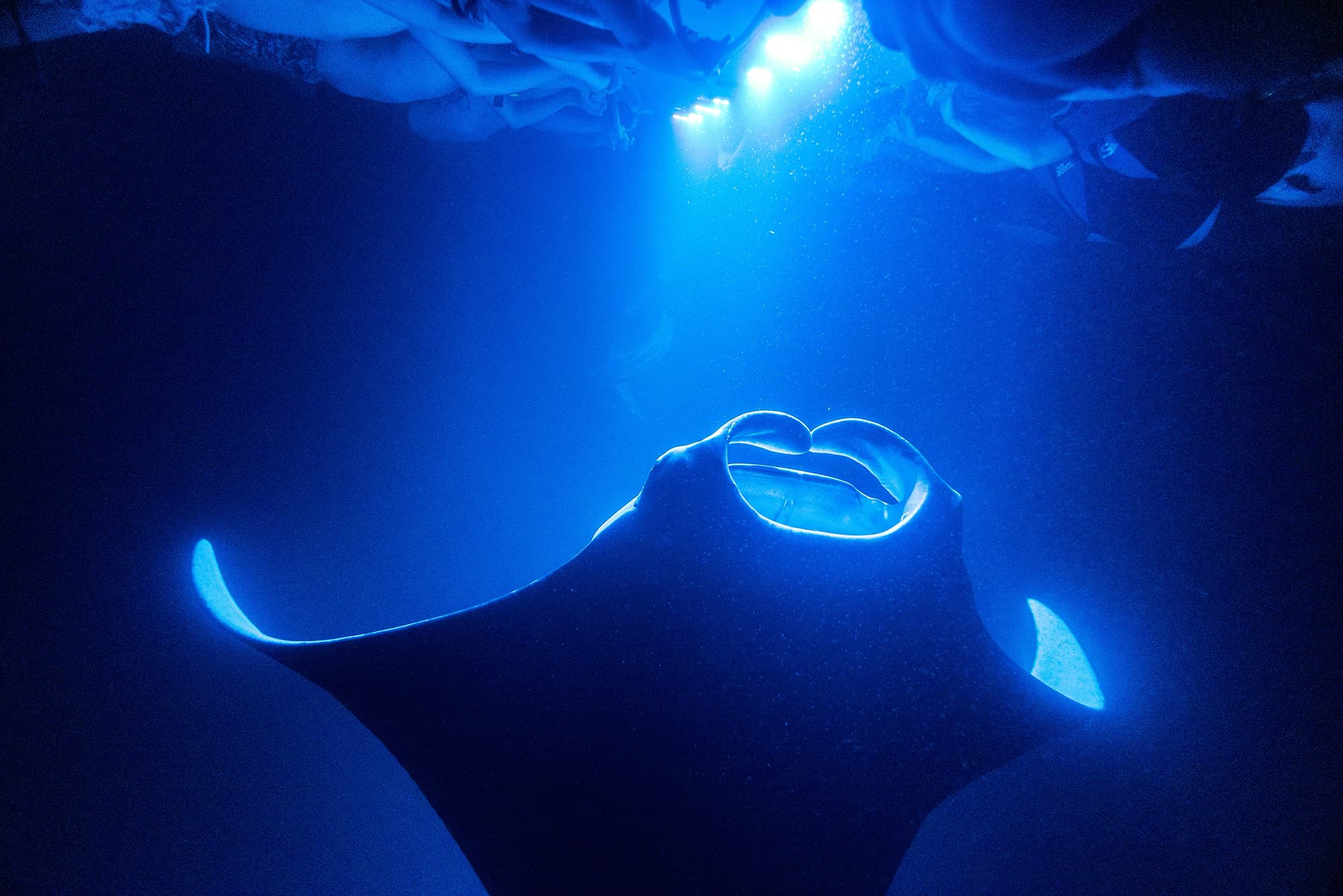 Experience Kona’s Famous Manta Ray Night Snorkel